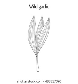 Wild leek, bear garlic (Allium ursinum), or ramsons, buckrams, medicinal plant. Hand drawn botanical vector illustration