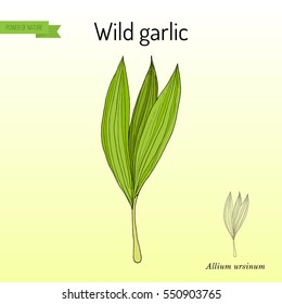 Wild leek, bear garlic (Allium ursinum), or ramsons, buckrams, medicinal plant. Hand drawn botanical vector illustration