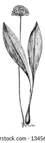 Wild Leek is a genus of Allium. Its white lower leaf stalks and the broad green leaves are edible, vintage line drawing or engraving illustration.