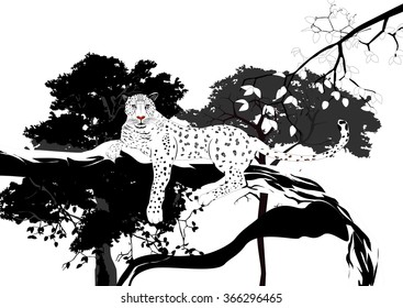 Wild leopard lying on tree, vector illustration. Black-white colors