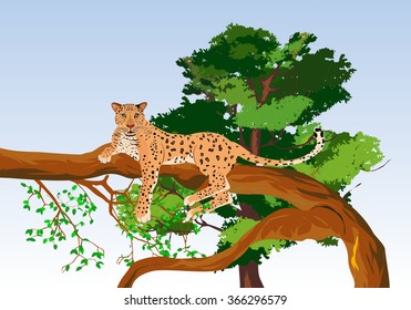 Wild leopard lying on tree, vector illustration.
