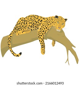 A Wild Leopard On the Tree Vector Illustration - Ağaçtaki Leopar