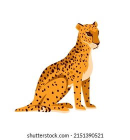 Wild leopard in sitting pose. Jungle carnivore animal, tropical feline hunter, african mammal cat, dangerous fast exotic panther, spotted fur and muzzle vector illustration