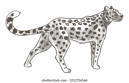Wild life animal, isolated leopard with spotted furry coat. Jaguar or panther walking. Mammal in motion. Predator feline cat, carnivore hunter. Monochrome sketch outline, vector in flat style
