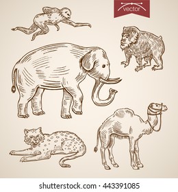 Wild life zoo friendly funny animal icon set. Engraving style pen pencil crosshatch hatching paper painting retro vintage vector lineart illustration. Orangutan sloth lynx elephant camel monkey active