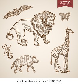 Wild life zoo friendly funny animal icon set. Engraving style pen pencil crosshatch hatching paper painting retro vintage vector lineart illustration. Giraffe lion butterfly hyena bat lizard walking.