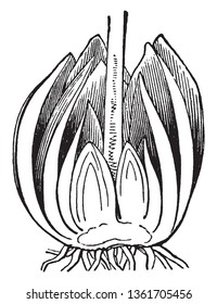 Wild lilies are divided length wise as shown in picture cross section of wild lily showing petals, stamens and style, vintage line drawing or engraving illustration.