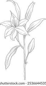 wild lily digital sketch illustration