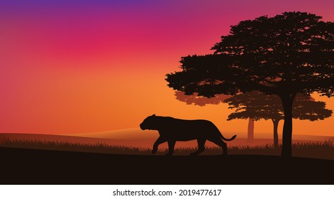 wild lioness walking over african national park savannah at sunset - evening landscape vector silhouette scene