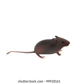 wild little gray mouse  on white background