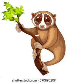 Wild loris on the branch illustration