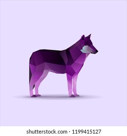 Wild low poly purple wolf, vector illustration