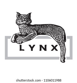 Wild lynx in graphic engraving isolated on white background. 
Vector illustration of bobcat (Lynx rufus) in vintage style. Beautiful animal and resting.