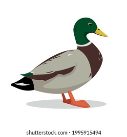 Wild male duck. Cute Mallard isolated on white background. Cartoon icon vector illustration.