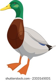 Wild male duck. Waterfowl duck isolated on white background. Vector illustration.