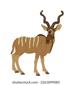 Wild male Kudu antelope vector illustration isolated on white background. Tragelaphus strepsiceros portrait in natural habitat. Zoo attraction from Africa. Eland.