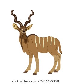 Wild male Kudu antelope vector illustration isolated on white background. Tragelaphus strepsiceros portrait in natural habitat. Zoo attraction from Africa. Eland.