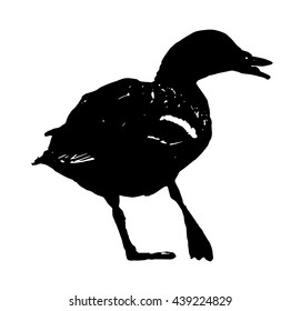 Wild mallard duck with the broken leg. Black and white vector graphic. Animal scene. Drake in picture.