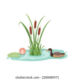 Wild mallard duck in reeds with water lilies. Vector illustration of lake cattail with lotus.