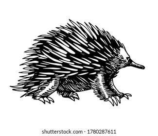 wild mammalian marsupial ovipositor australian animal, echidna with spikes, for logo or emblem, vector illustration with black ink lines isolated on a white background in a hand drawn style