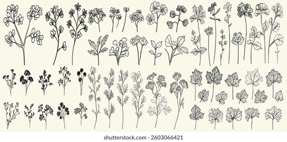 Wild lady’s mantle black line art for rustic wedding logos, invitations, and eco-conscious decor, personalized branding, chic floral stationery, trendy greenery, wildflower collection, botanical
