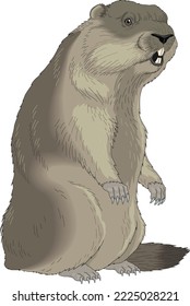 Wild Marmot Standing Vector Illustration