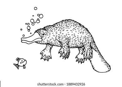 wild marsupial australian animal, platypus swimming underwater, for logo or emblem, vector illustration with black ink lines isolated on a white background in cartoon and hand drawn style