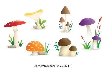 Wild mashrooms set vector illustration, isolated six types of mushrooms on a white background.