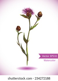 Wild meadow flower - vector water color illustration