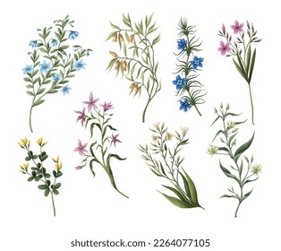 Wild meadow flowers isolated. Vector