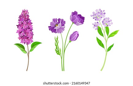 Wild meadow herbs and flowers set. Pink blooming flowers vector illustration