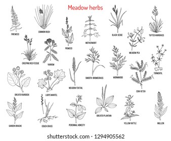 Wild meadow herbs and grasses. Hand drawn vector botanical illustration