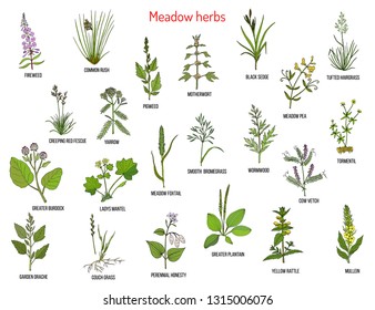 Wild meadow herbs and grasses. Hand drawn vector botanical illustration