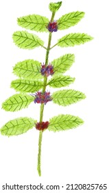 Wild Mint illustration. Other names are corn mint and field mint. A hand-drawn colored pencil drawing.