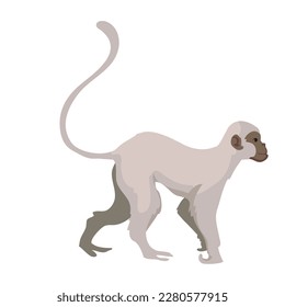 wild monkey design over white