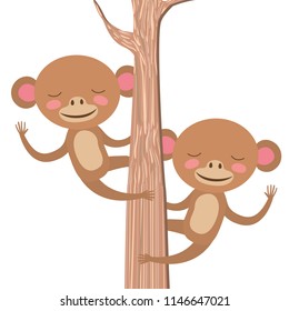 wild monkeys couple in the tree
