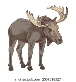 Wild moose hand drawn vector illustration