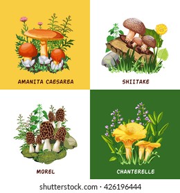 Wild mushrooms 2x2 design concept set of shiitake chanterelle morel and amanita caesarea  compositions flat vector illustration  