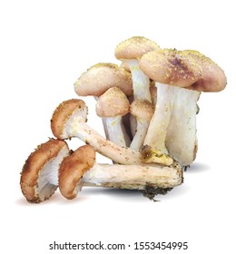 Wild Mushrooms Armillaria of vector illustrations in flat design isolated on white. Honey Agaric low poly. Autumn Gifts. Vector illustration. Honey fungus in triangulation technique.