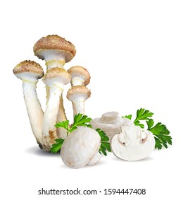 Wild Mushrooms Armillaria of vector illustrations in flat design isolated on white. Honey Agaric low poly. Honey fungus in triangulation technique. Fresh, nutritious mushrooms. Vector Champignons.