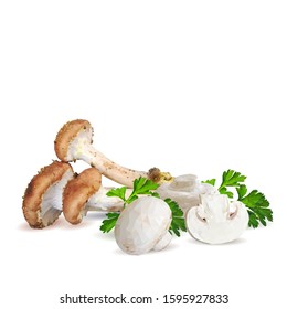 Wild Mushrooms Armillaria of vector illustrations in flat design isolated on white. Honey Agaric low poly. Honey fungus in triangulation technique. Fresh, nutritious mushrooms. Vector Champignons.