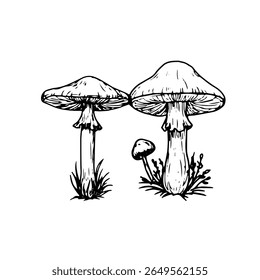 Wild mushrooms in the grass, a sketch in black and white ink. Vector illustration. Autumn decor, fly agaric and toadstool, is isolated on white background. For postcards, invitations, children's books