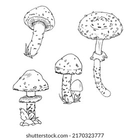 wild mushrooms hand drawing in pencil, ink, outline