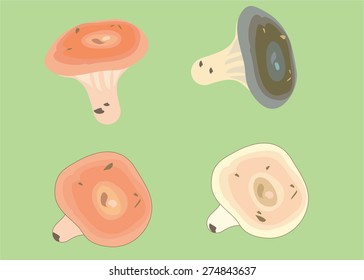 Wild mushrooms. Vector