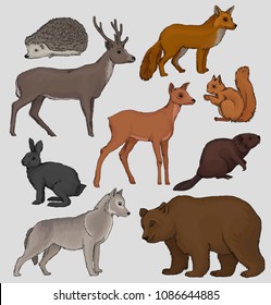 Wild northern forest animals set, hedgehog, raccoon, squirrel, deer, fox, hare, beaver, wolf, vector Illustrations on a grey background