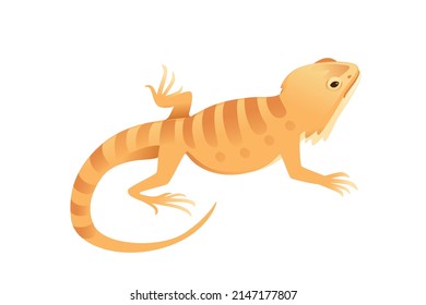 Wild orange bearded dragon lizard cute reptile vector illustration on white background