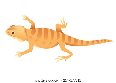 Wild orange bearded dragon lizard cute reptile vector illustration on white background