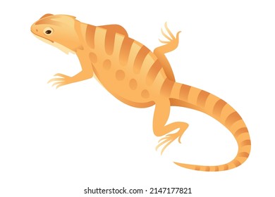 Wild orange bearded dragon lizard cute reptile vector illustration on white background