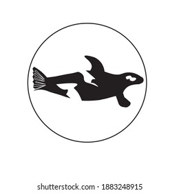 wild orca black and white