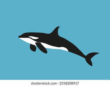 a wild orca (Orcinus orca) in the sea. minimalist vector graphic